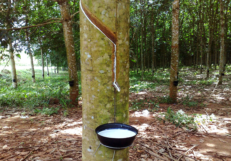 A la découverte du  Caoutchouc naturel chez SIPH