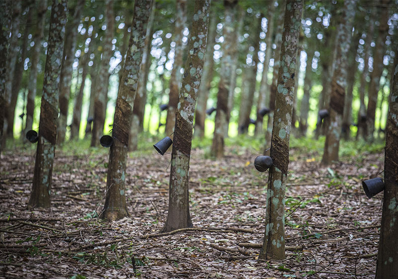 L'hévéa, une ressource essentielle pour les pays producteurs